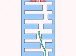 Serpent Path Challenge
